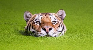 Тигры и их дикий животный магнетизм (22 фото)