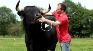 Beautiful friendship between a farmer and a bull saved from death in the bullring