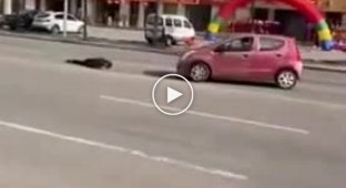 Неадекватный парень, который зачем-то кидается на машины и демонстративно падает на асфальт