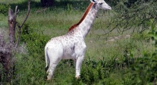 Омо - необычный жираф с редкой мутацией (4 фото)