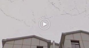 Странный полет гусей над Китаем