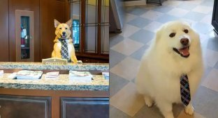17 Good Boys and Girls Who Have Real Jobs (18 Photos)