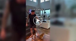 Котячий боулінг