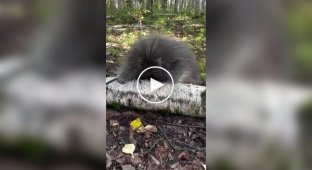 What a young porcupine looks and sounds like