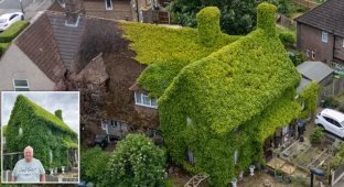 The whole house was “occupied”: the neighbors beg the spouses to trim the bushes (4 photos)