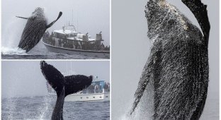 A huge humpback whale jumped out of the water a few meters from the boats with observers (10 photos)
