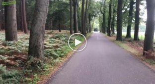 Стадо оленей и лань перебигающих дорогу в лесу