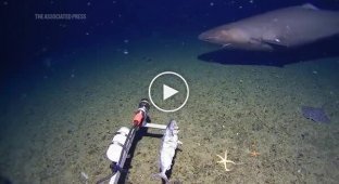 Ученые впервые зафиксировали акулу в водах Антарктики