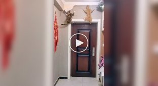 Животные (короткие видео). Выпуск 89