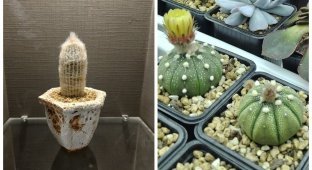 In Russia, a teacher was fired for taking photographs of “indecent” cacti (2 photos + 1 video)