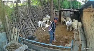 Chinese man and his sheep
