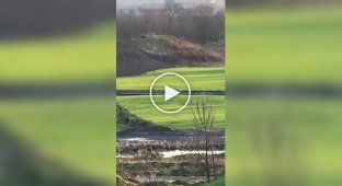 Собака спешит к любимой хозяйке