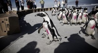 Прощание с пингвинами (13 фото)