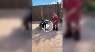 Робот Boston Dynamics в костюме Беззубика из мультфильма «Как приручить дракона»