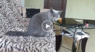 The cat was angry and his dear friend was spayed. Just look at how he reacts!