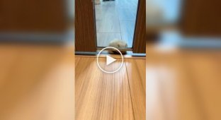 Hamster tries to crawl under the door