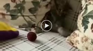 Funny kitten with a new toy