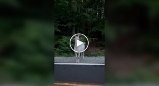 Встреча поляка с козлом и кабаном