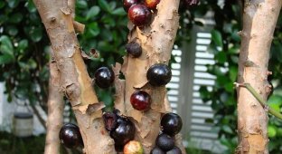 Необычное фруктовое дерево (10 фотографий)