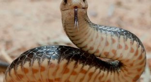 Eastern brown snake: the second most venomous snake in the world (9 photos)