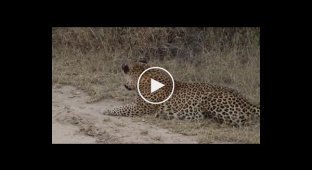 Антилопа спасла свою жизнь, облаяв затаившегося в засаде леопарда