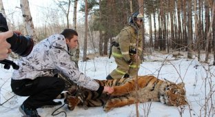 В Воронеже поймали сбежавшего тигра (3 фото + видео)