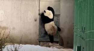 Persistent panda was mistaken for a zookeeper in disguise (2 photos + 1 video)