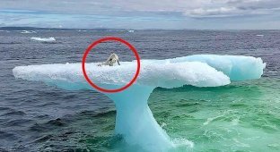 Рыбаки в Арктике обнаружили тюленя отрезанного на льдине, но приблизившись, поняли, что это не тюлень (6 фото)