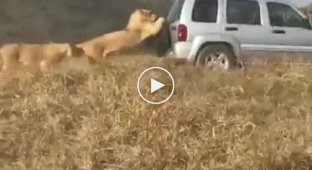 Лев зацепился за едущий внедорожник в южноафриканском парке дикой природы
