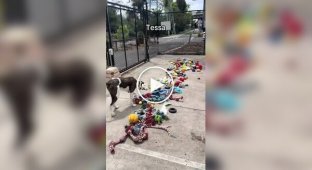 Dogs from an Australian shelter choose their own Christmas presents