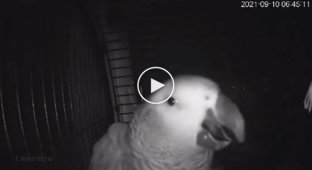Разговор попугая с умным голосовым помощником