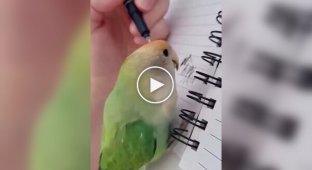 Попугаи подражают звукам