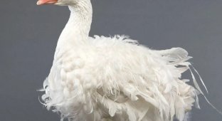 Goose with a unique appearance (5 photos)