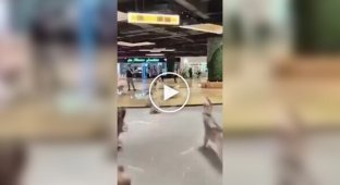 З зоокафе втекли тварини