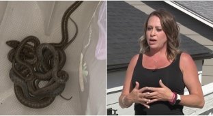 Женщина переехала в новый дом, и нашла там десятки змей (7 фото + 1 видео)