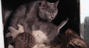 5 диких далекосхідних кошенят усиновила звичайна кішка (3 фото)