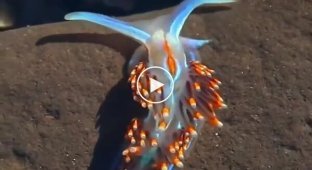 Эффектный морской слизень