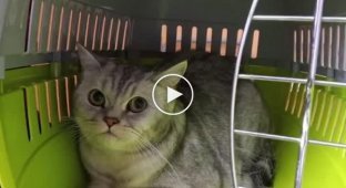 Из пострадавшего от взрыва дома в Ногинске удалось спасти последнего кота