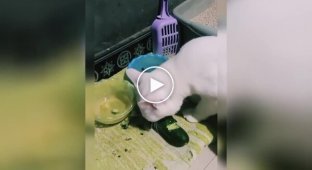 Кошка перешла на сбалансированное питание