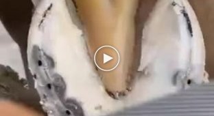 How to clean and trim a horse's hooves