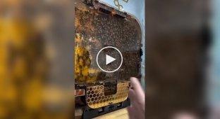Пчелиные ульи, которые можно поставить дома