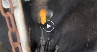 Purulent pimple in a cow