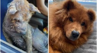 Before and after: 30 touching photos of rescued dogs (31 photos)