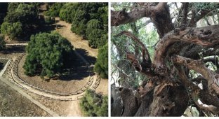 Olivastri Millenari - one of the oldest trees on the planet (9 photos)