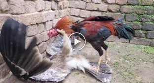 Неожиданная дерзость: петух вступил в бой с хищником