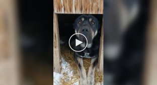 Dog lets cats into its kennel