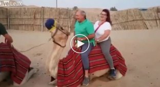 Unsuccessful attempt by tourists to ride a camel
