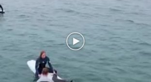 Surfers train with a sea animal on a California beach