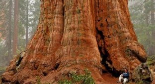The largest tree in the world (5 photos + 1 video)