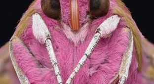 Fashion show: insects with the brightest and most exotic appearance (15 photos)